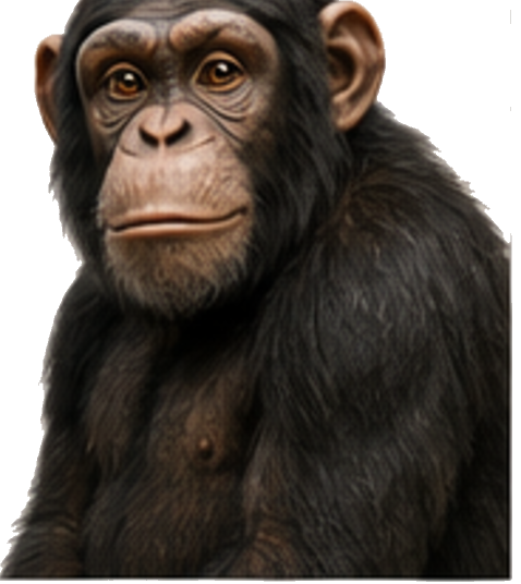 Chimpanzee portrait